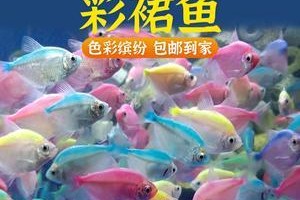 彩虹鲨的饲养全指南（如何打造健康活泼的彩虹鲨宠物）