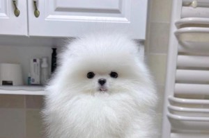 博美犬的寿命与延长方法（了解博美犬的寿命，延长宠物狗狗的健康与寿命）