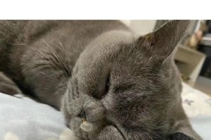猫咪眼睛红肿流鼻子的症状及治疗方法（注意！猫咪眼睛红肿、流鼻涕不容忽视）