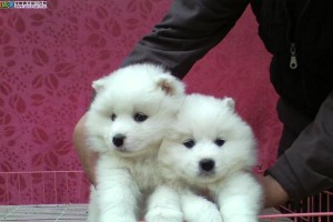 如何训练萌萌的萨摩耶幼犬（从基础训练到高级技巧，打造优秀宠物）
