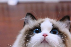 揭秘CFA证书（探究猫儿成就CFA证书的秘密，为你揭开CFA的神秘面纱）