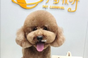 可爱圆头的小狗（深入探索以圆头为特征的小狗品种及其魅力）
