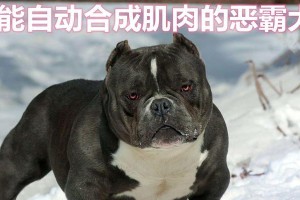 美国恶霸犬的饮食需求及建议（揭开美国恶霸犬饮食的秘密，为你的宠物提供健康的饮食）