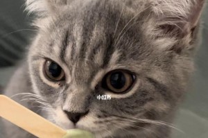怎样喂养英短猫才能让它健康又胖？（宠物饮食、运动、健康检查、心理调节等方面的全面考虑）
