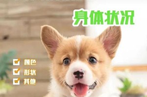 小狗多久大便正常吗？（探究20多天小狗的排便频率及建议）