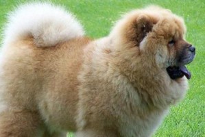 探秘鹰獒（揭秘鹰獒的起源、特征和性格特点）