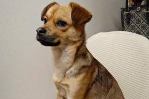 探究狗狗杂毛之谜（研究狗狗毛发生长的原因和特点）