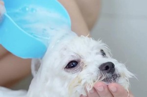 比熊洗澡的正确方法（选择适合比熊的洗澡产品与步骤）