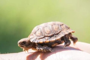 如何正确饲养阿根廷象龟？（宠物爱好者必看，打造舒适的家园）