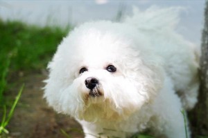 以比熊犬所需的营养元素全解析（宠物健康从饮食开始，营养元素对比熊犬的重要性）
