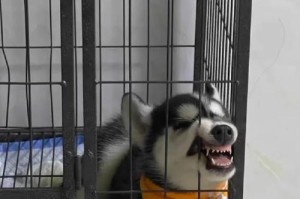 哈士奇价格现状及趋势剖析（哈士奇市场需求推动价格上涨，高质量血统成为关键）