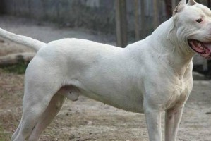 杜高犬洗澡指南——宠物犬洗澡的注意事项及技巧（了解杜高犬的洗澡需求，掌握正确的洗澡方法）