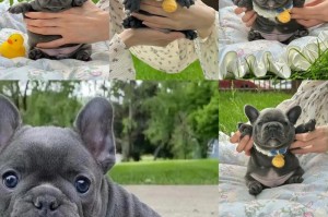 法斗犬养护指南（了解法斗的养护需求，快乐陪伴每一天）