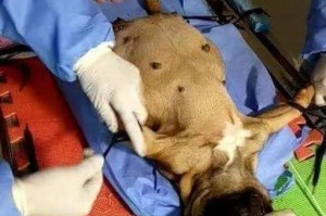 如何帮助狗狗快速恢复剖腹产？（剖腹产后恢复要点、注意事项、饮食营养等）