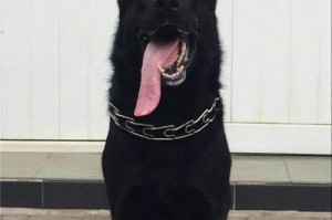 狼狗的色彩之美（追寻自然之美，揭开狼狗色彩奥秘）