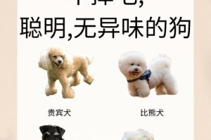 贵宾犬的毛色变化与它的健康相关（揭开贵宾犬毛色变深的秘密）