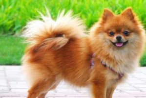 中小型犬的饲养方法（养一只健康快乐的中小型犬）