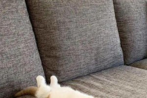 让宠物猫停止抓沙发，从现在开始！（如何训练宠物猫不抓沙发？）
