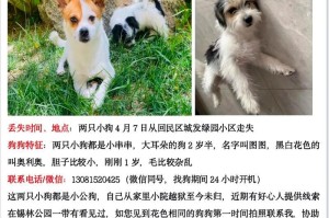 小狗的名字叫什么？（选择小狗名字的关键和注意事项）