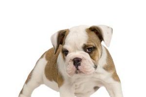如何训练你的英国斗牛犬（宠物训练的基础知识）
