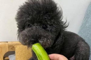 狗狗怎样吃蔬菜去火？（让你的爱犬远离火气，提供15种安全健康的蔬菜选择）
