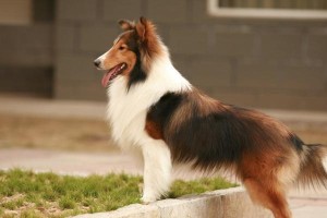 以喜乐蒂犬能否享用水果的疑问（探讨以喜乐蒂犬饮食中的水果是否安全，营养价值如何）