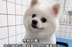 白色博美毛变黄的原因及解决方法（了解博美毛发的颜色变化，做好护理养护工作）