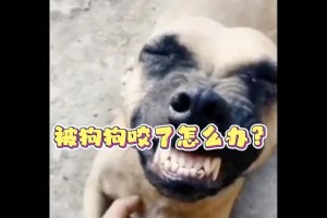 狗咬主人的情况及原因分析（揭示狗咬主人的背后原因，以及如何避免这种情况发生）
