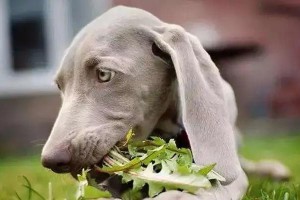 犬猫球虫病（了解球虫病，保护宠物狗健康）