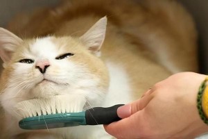 如何正确给猫咪梳毛？（教你掌握正确的猫咪梳毛步骤，让你的猫咪拥有健康亮丽的毛发）