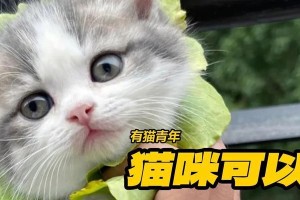 猫咪爱吃哪些菜？（探秘猫咪的蔬菜口味偏好）
