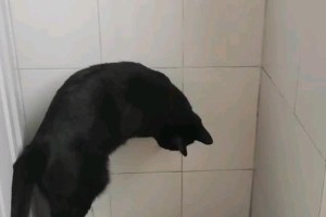 猫为什么会一直喝水？（探究猫咪对水的特殊需求和喝水习惯）
