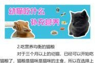 幼猫没奶粉能吃什么？（一份详细的幼猫喂养指南）