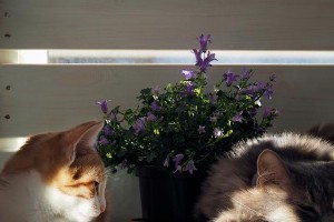 猫咪独自在家的生活趣事（探索猫咪在家的自娱自乐生活，让你惊喜连连）