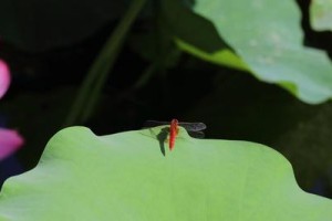 红尾蝶的饲养方法（打造完美的宠物生活）