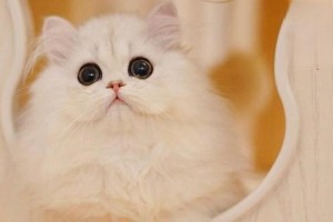 如何减少猫咪掉毛，让你的宠物更健康舒适（注意这些细节，让你的猫咪少掉毛，多爱你一些）