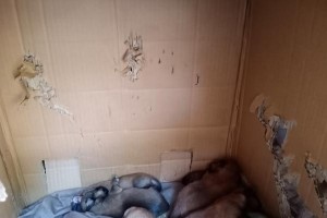 狗狗繁殖原因的探究（为什么狗狗生那么多？解读狗狗的繁殖行为）