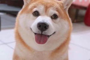 秋田犬拉肚子怎么办？宠物主人必看！