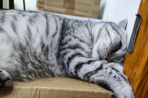 猫爪之力（揭秘猫咪的本能行为及其适应环境的策略）