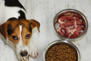松狮犬能否食用鸡肝？（宠物食品安全与健康，了解松狮犬饮食禁忌）