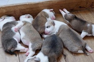 狗为何一直绕圈？（探究狗狗绕圈行为的原因与解决方法）
