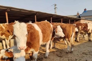 布氏柳莺的饲养方法（宠物鸟类的健康成长与食物营养）