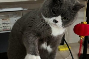 猫，我为什么如此痴迷（探究我对猫情有独钟的原因及其魅力所在）
