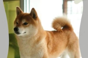 柴犬掉毛严重的原因及应对方法（了解柴犬掉毛原因，让你的爱犬身上亮丽如新）