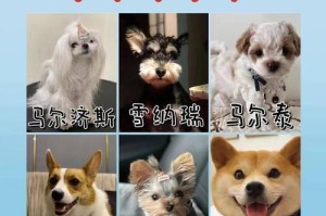 金毛犬的价格和养育成本详解（从宠物市场到日常开销，了解养一只金毛犬需要花费多少）