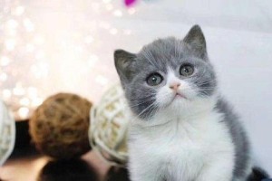 英国短毛猫饲养指南（宠物爱好者必读，打造舒适健康的家居环境）
