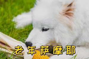 老狗生病了怎么办？（老狗生病了要注意什么？）