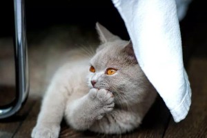 小猫拉屎的时间习惯（探究小猫拉屎的时间规律及适当的喂养频率）