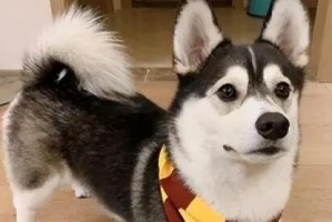 如何判断柯基犬的纯度？（从外观、血统和行为三方面详细分析）