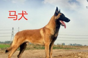 以马犬的多功能才能（探索以马犬的智慧和实用价值）